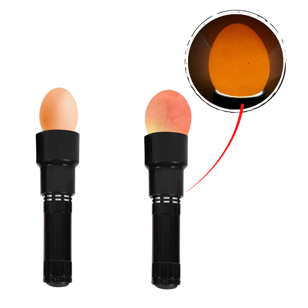 Eierleuchter - Ozerty