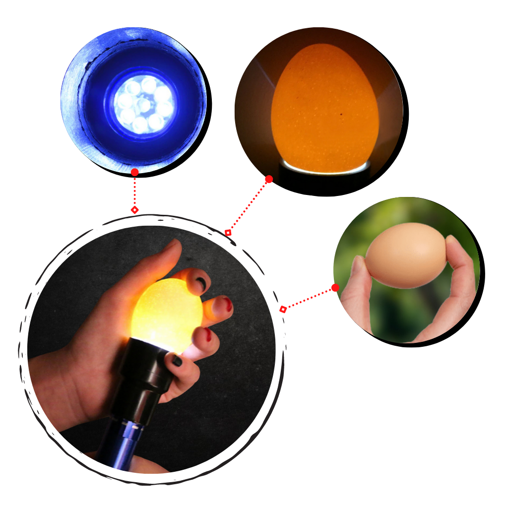 Eierleuchter - Ozerty