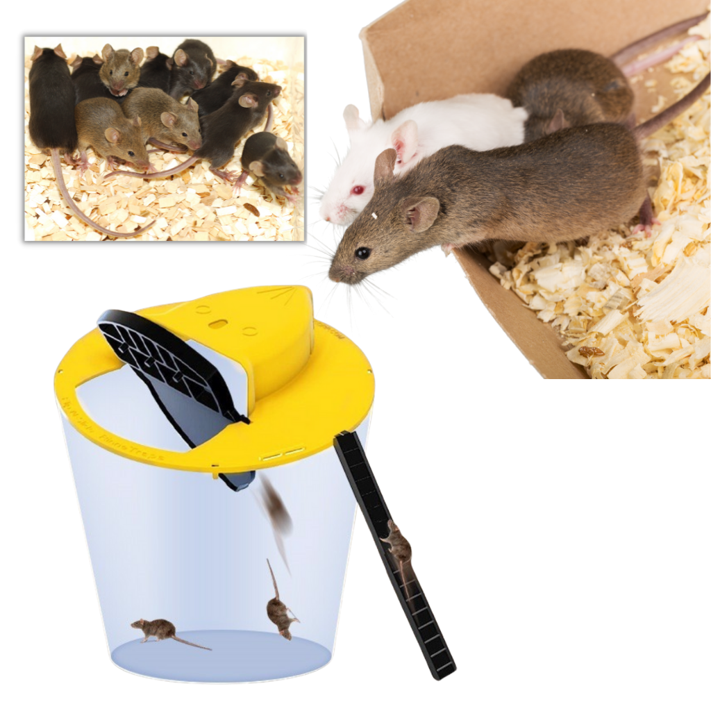 Eimer Ratten- und Mäusefalle - Ozerty