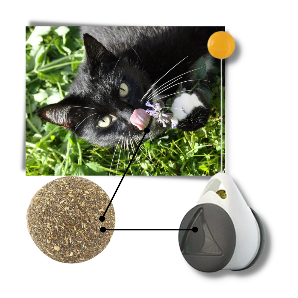 Interaktives Ballspielzeug für Katzen - Ozerty