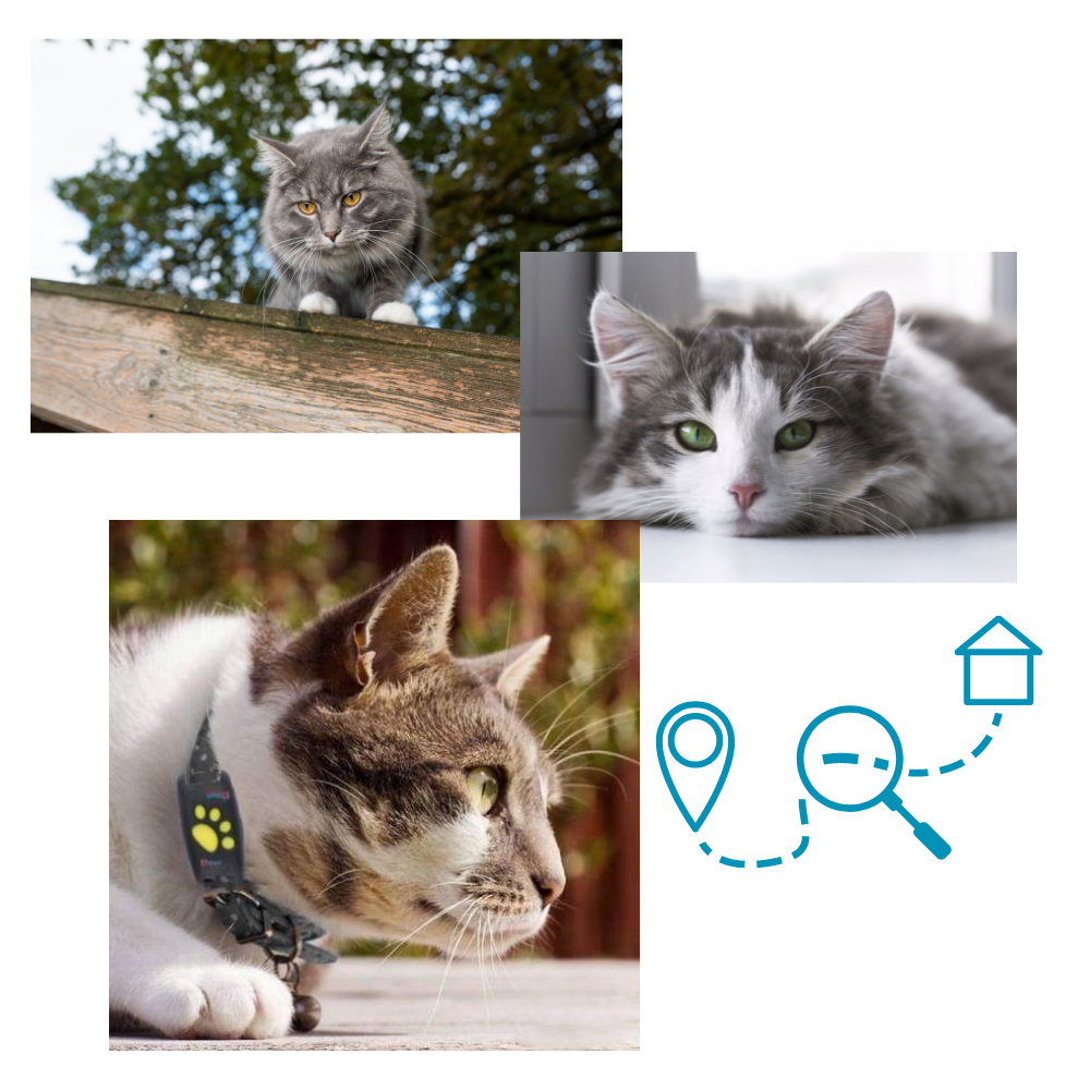 GPS-Tracking-Halsband für Haustiere - Ozerty