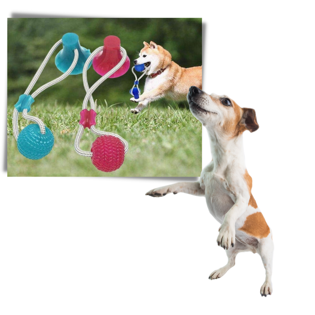 Saugnapf Hund Ziehball Spielzeug - Ozerty